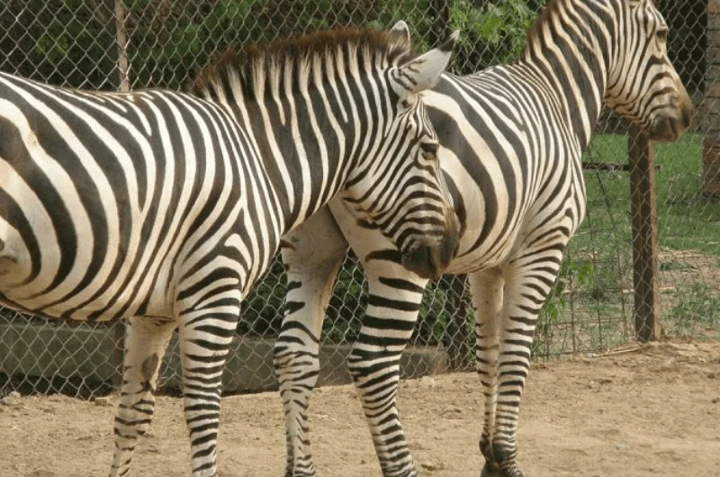 Islamabad Zoo- The Saviour of Wildlife!