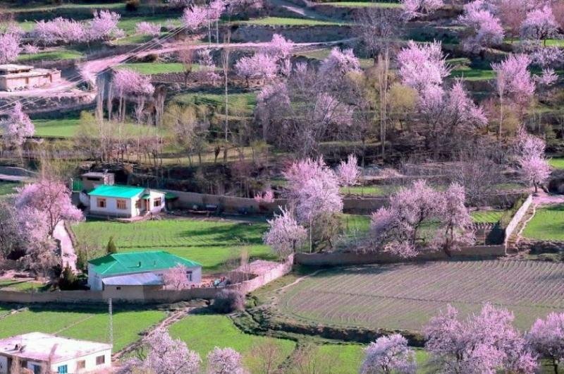 6 Days Cherry Blossom Tour To Hunza